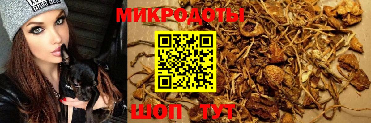 Галлюциногенные грибы Psilocybe  наркота  Богородицк  Вход с VPN 
